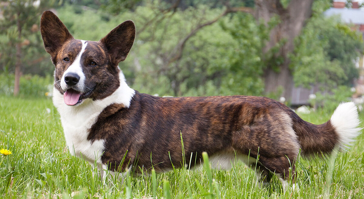 Welsh Corgi Cardigan — wszystkie informacje i opis rasy